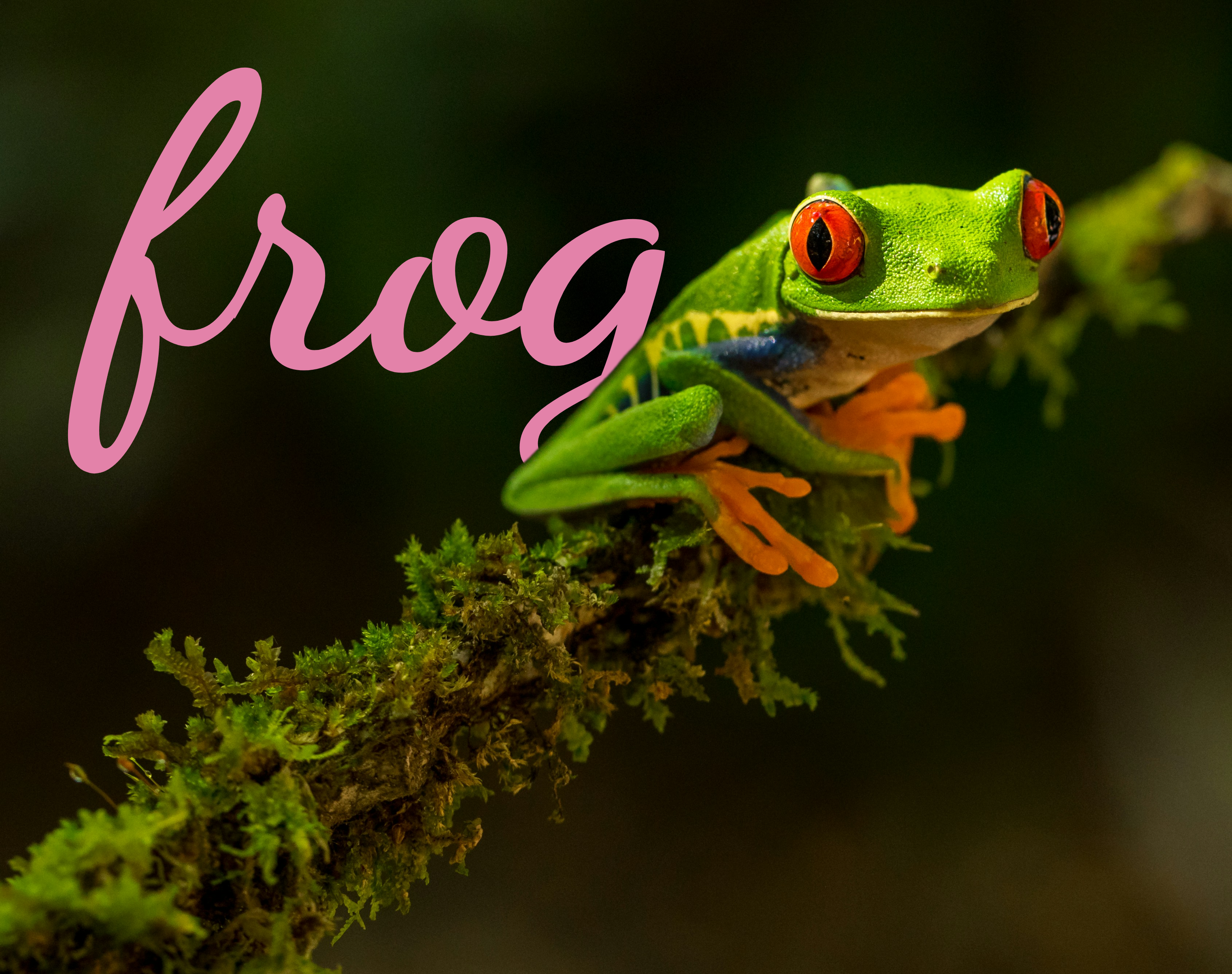 Frog